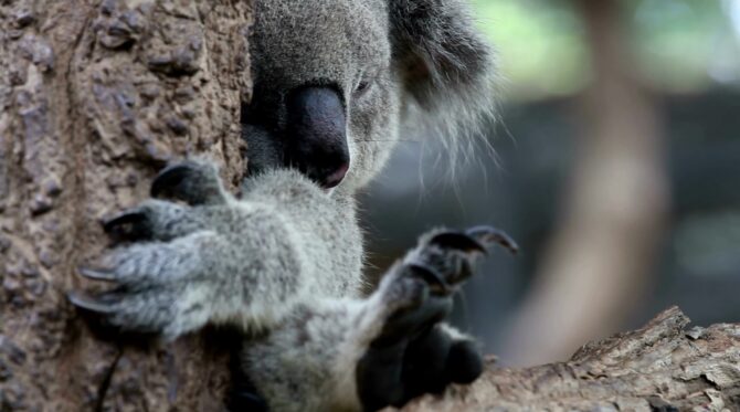 Koala in Australia as a pet