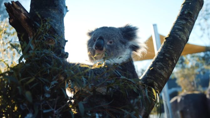 Koalas Environmental Needs
