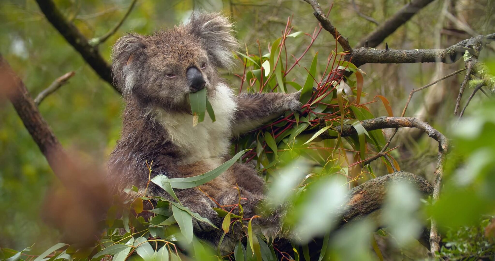 Can You Have a Koala as a Pet? The Challenging Reality