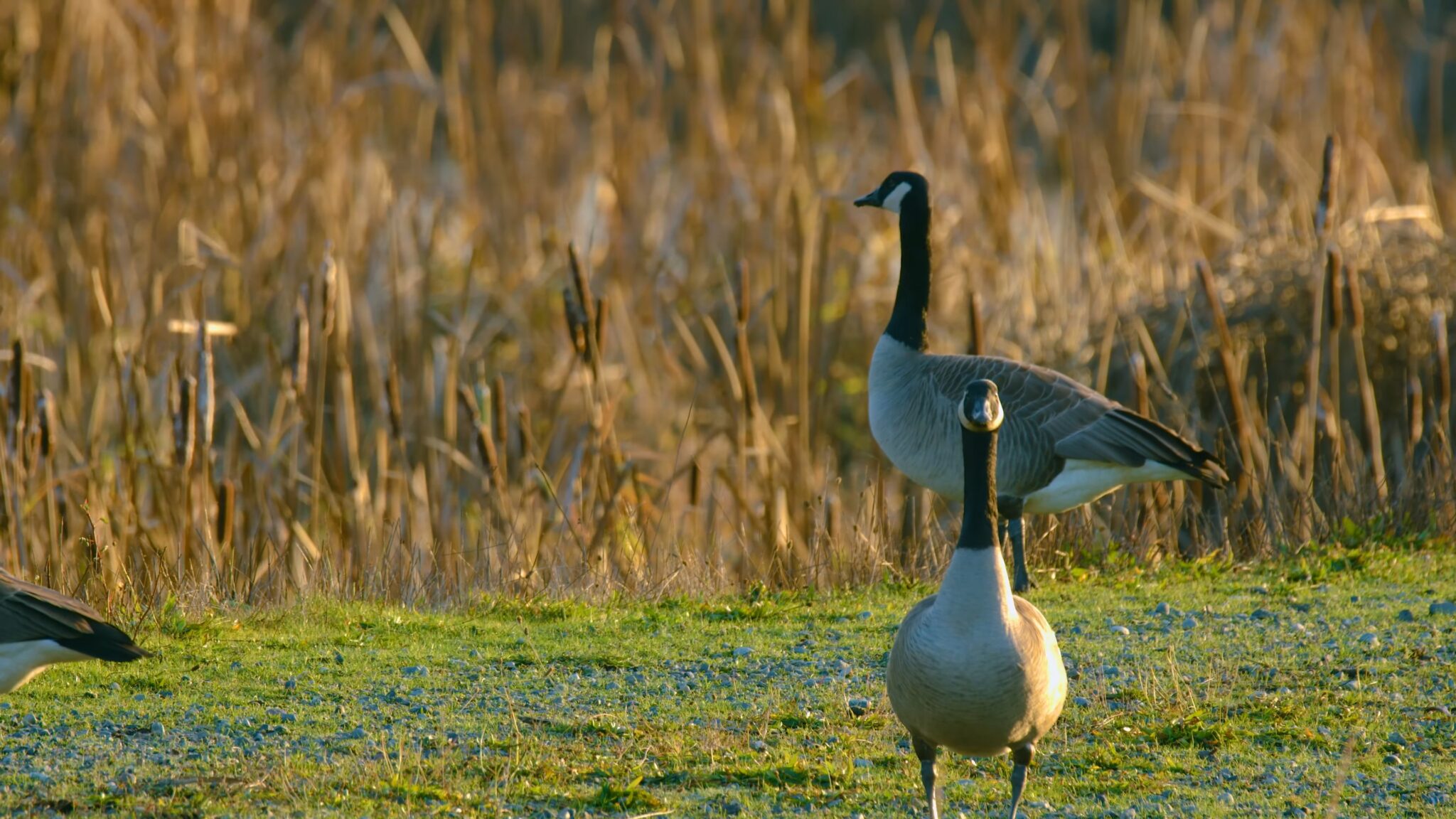 The differences Between Ducks, Geese, and Swans A Closer Look