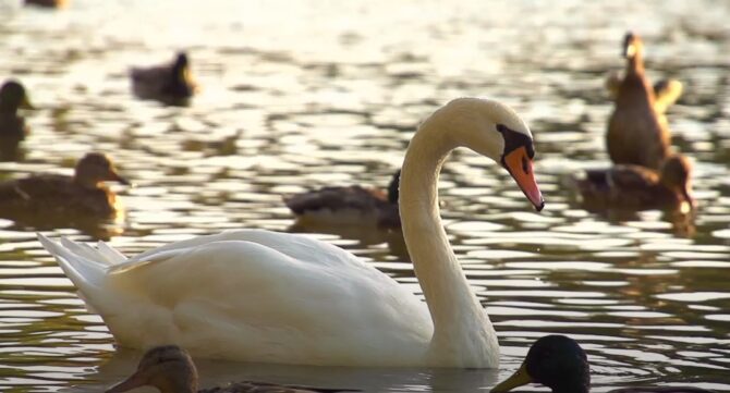 Do Swans Sing