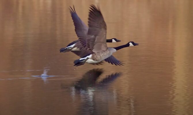 When Does Goose Migrate