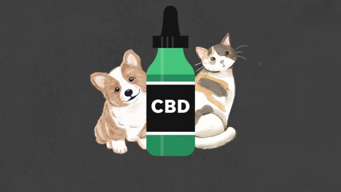 4 Benefits of CBD for Pets – Uses Dosage Side Effects and More