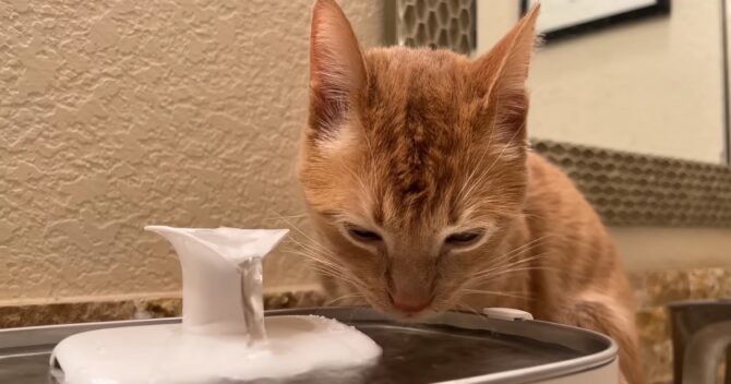 Do Vets Recommend Water Fountains for Cats Insights and Advice
