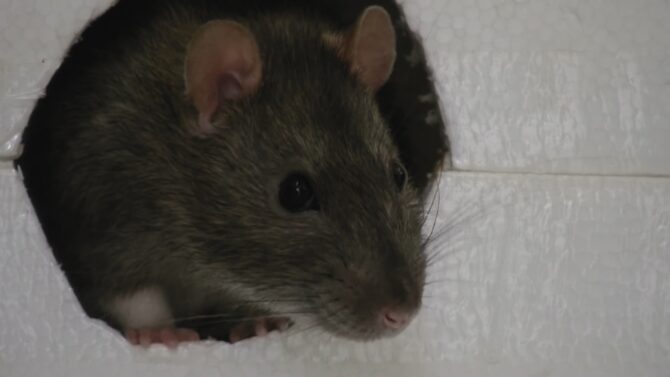 Eco-Friendly Rodent Control: Natural Solutions for a Pest-Free Home