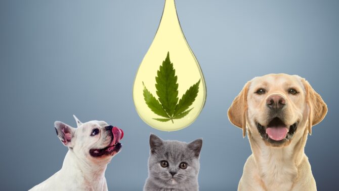 FAQs about CBD Products for Pets