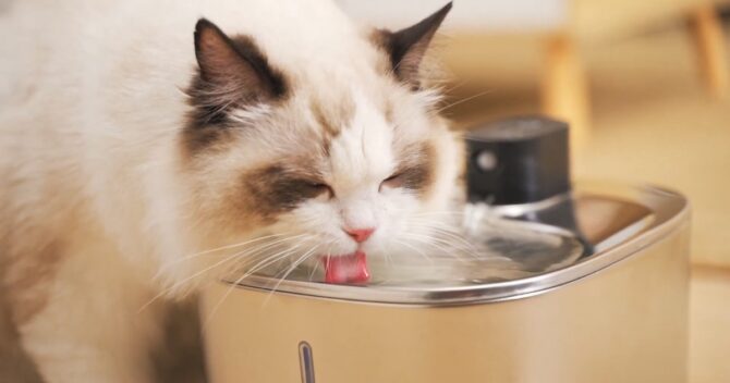 The Health Benefits of Cat Water Fountains