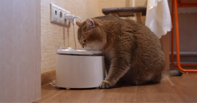 What to Look for in a Cat Water Fountain
