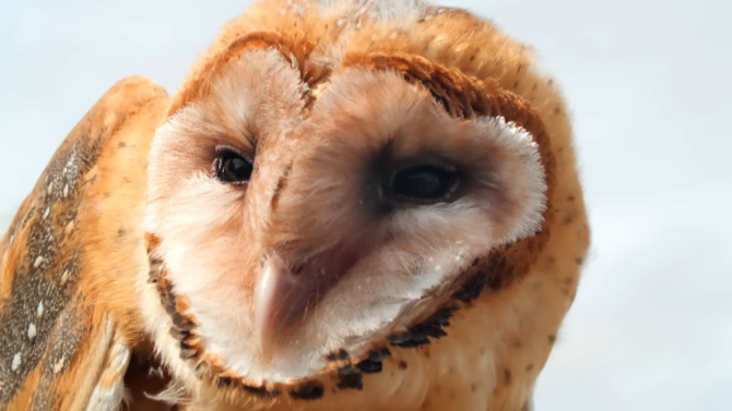 Barn Owls Can Help Control Rodent Populations