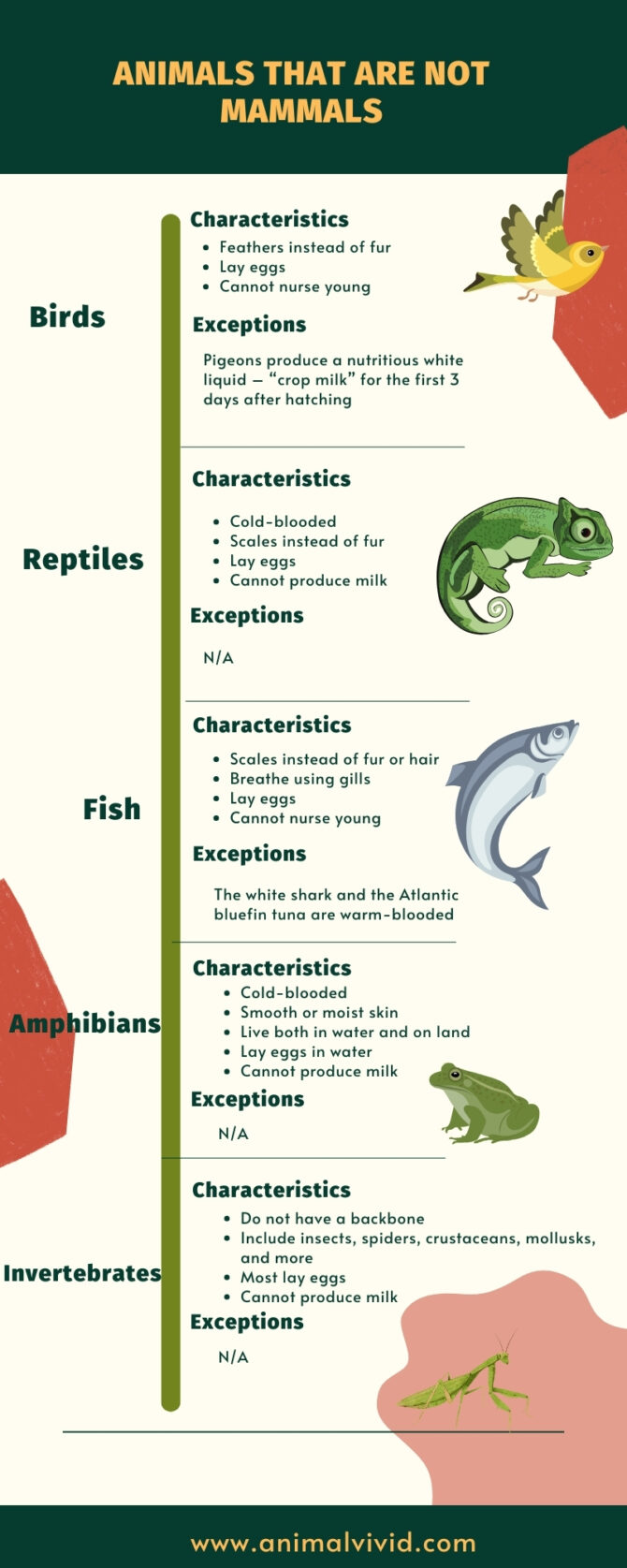 Animals That Are Not Mammals infographic