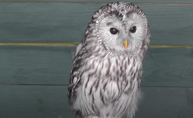 the picture of Ural Owl