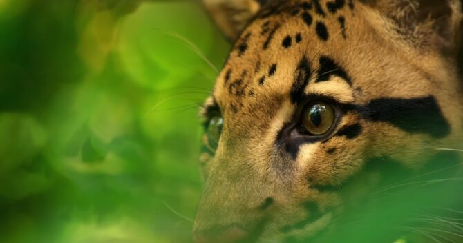 Eyes of Clouded Leopard hiding in bushes