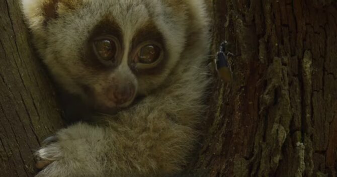 Enigmatic and Risky Slow Loris