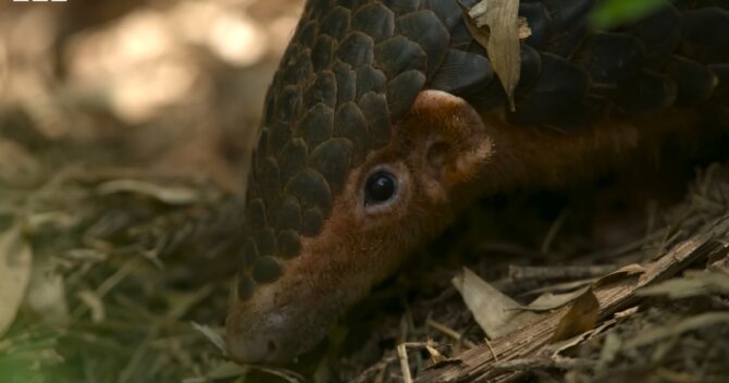 Most Trafficked Mammal the Pangolins