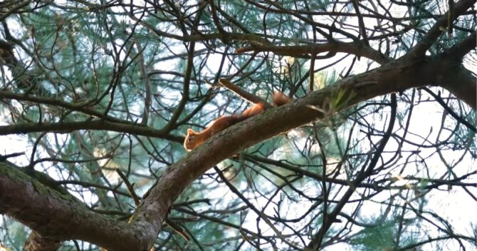 Shy Star Among the Timid Animals Red Squirrel
