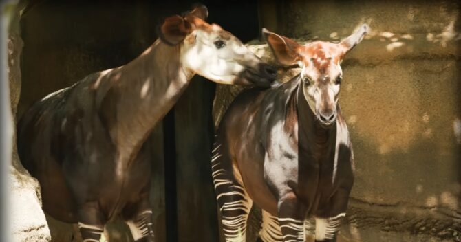 The Elusive and Intriguing Animal Okapi