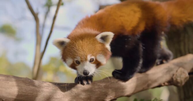 The Enigmatic Red Panda of the Eastern Himalayas