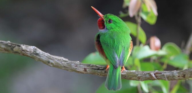 The Jamaican Tody in the three