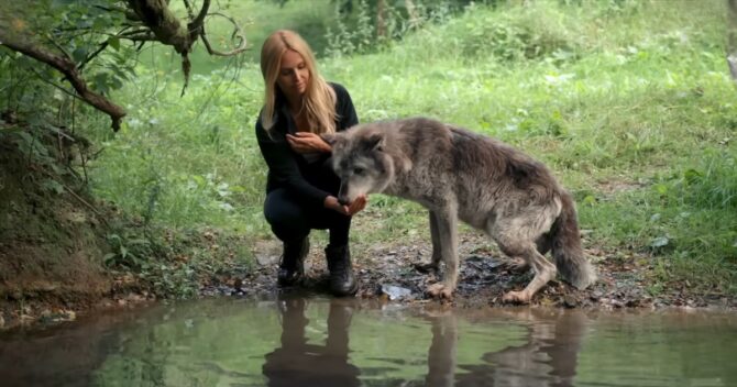 Women and a wolf at a pond, wolf drinking water out of womens hand in a forest