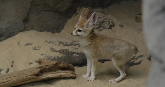 Timid and Adorable The Fennec Fox A Charming Animal