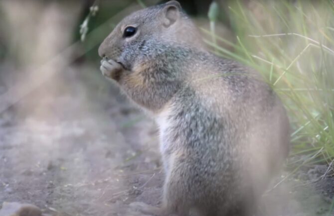 Uinta ground squirrel