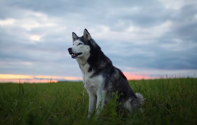 the physical characteristics of Siberian Huskies