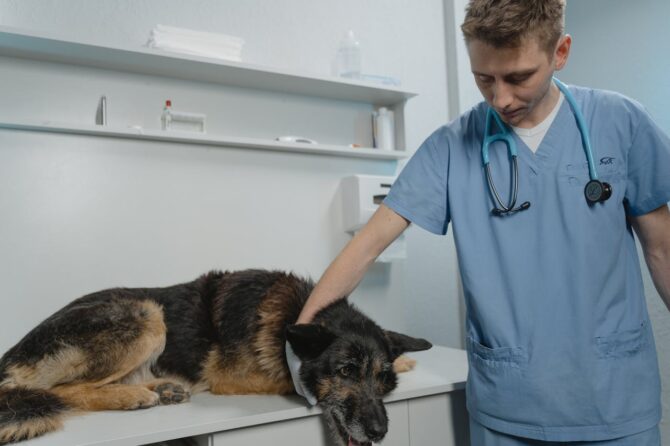 Dog Frightened, Anxious at the Vet