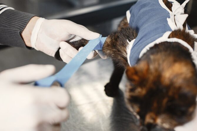 Vet dressing cat in bandage