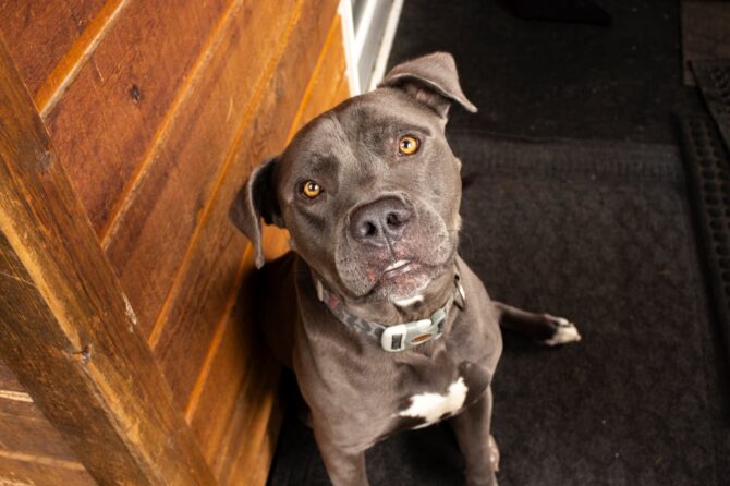 Dog Waiting for a Walk