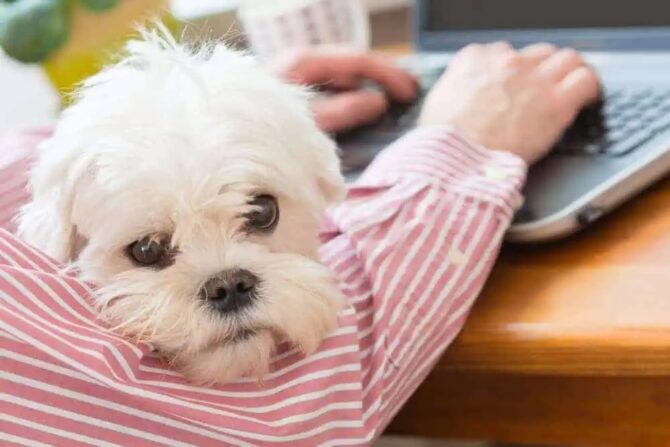 Think Google Can Diagnose Your Pet? Here’s Why You Need a Vet Instead