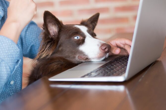 Online Pet Health advice