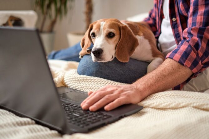 virtual vet can help when your pet has tummy troubles