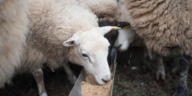 Boost Nutrition for Ewes and Lambs