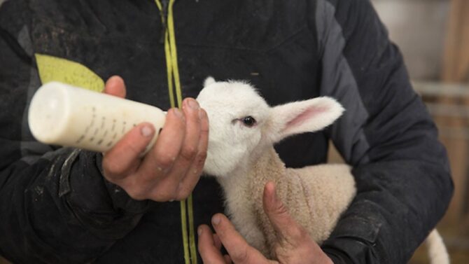 Bottle Feeding Lambs