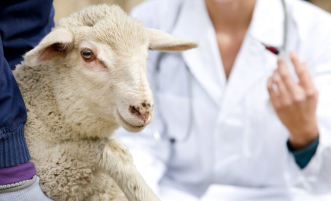 Diseases of Dairy Goats and Sheep