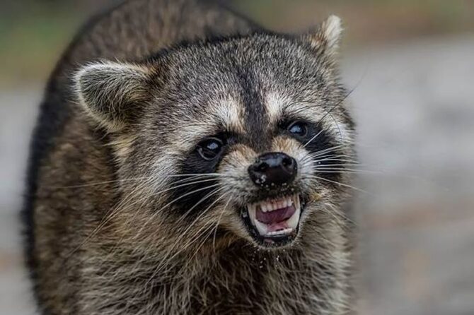 Hidden Dangers of DIY Animal Removal