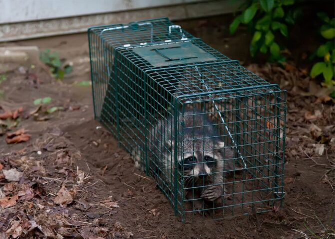 How Professional Wildlife Removal Works