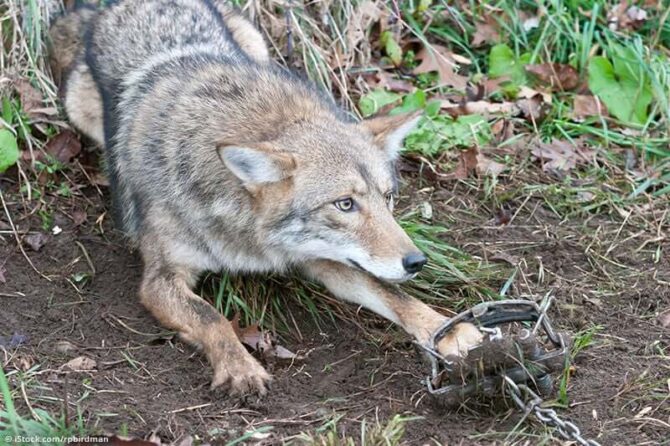 Improper use of animal traps