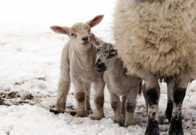 Raising Healthy Lambs in Winter: 7 Essential Tips