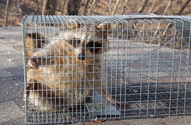 Why DIY Animal Removal Is Risky