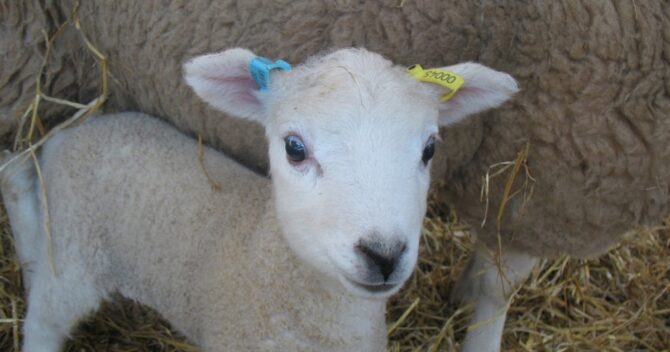 ear tags identification for lambs