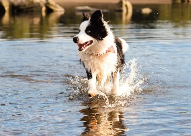 Dog Swim in Rivers