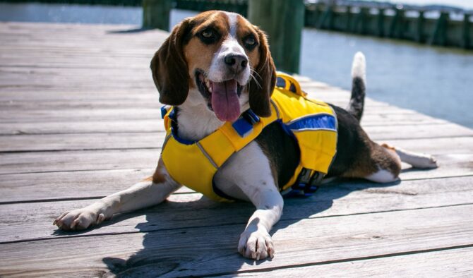 Life Jacket for dog