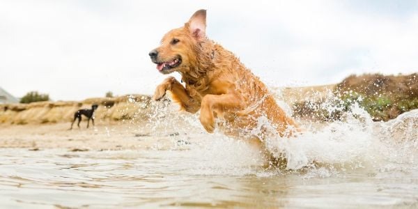 Safe to Swim With Your Dog in Rivers