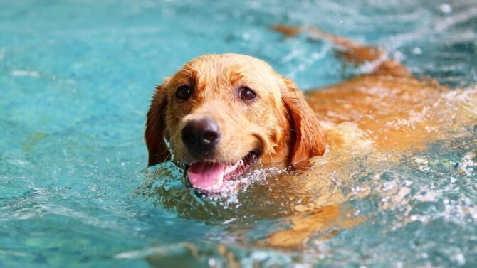 Swimming in rivers with dog