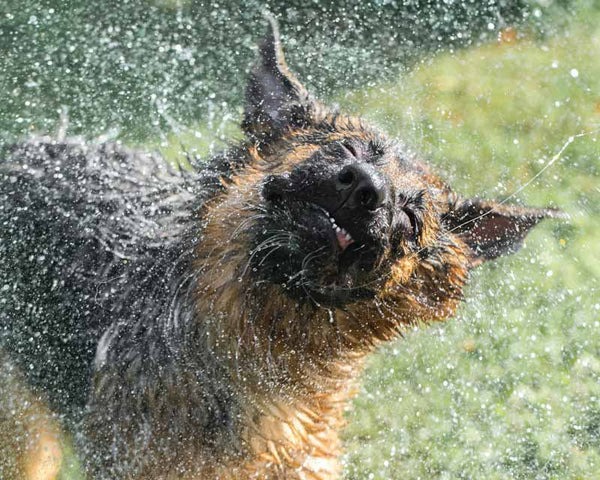 Treating Hot Spots in Dogs