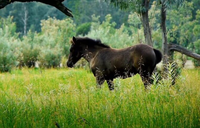 Endangered wild horse species