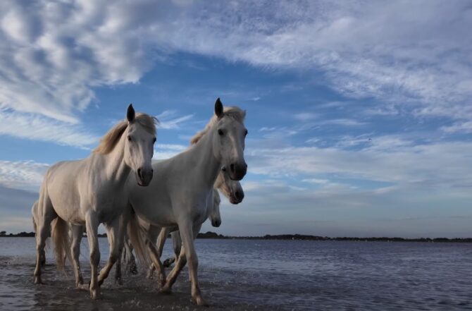 Iconic wild horses