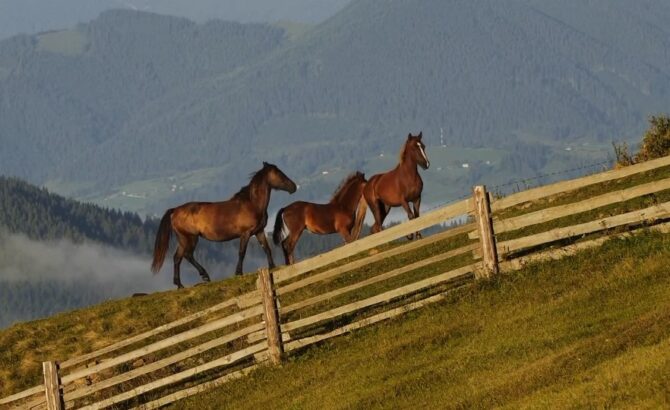 Mustangs in North America