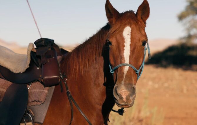 Wild horse herds globally